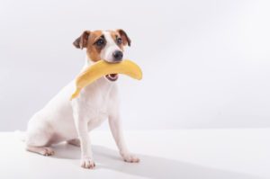 what fruits can dogs eat
