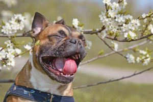 how to help dry nose in dogs