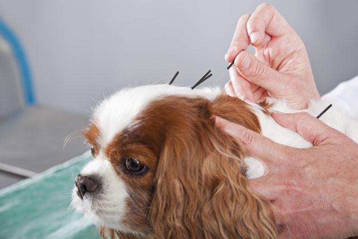 benefits of acupuncture for dogs clifton park ny