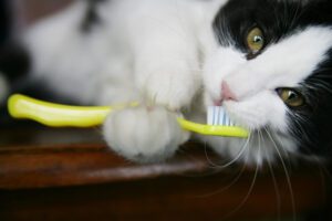 why cats sneeze excessively
