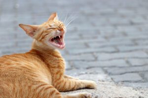 why is my cat sneezing excessively clifton park ny