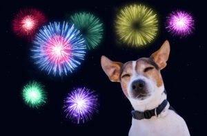 how to help your dog during fireworks clifton park ny