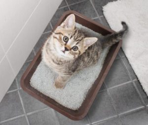 my cat stopped using the litterbox clifton park ny