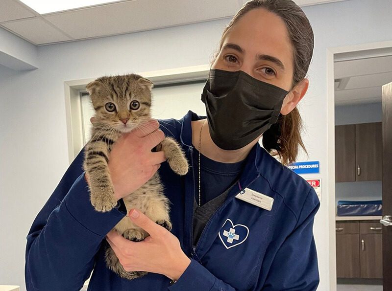 Veterinarian & Animal Hospital in Clifton Park, NY Cornerstone