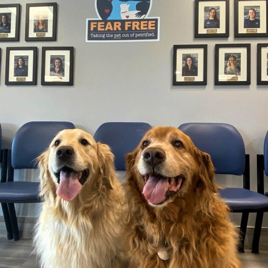 fear-free-dogs-in-clifton-park