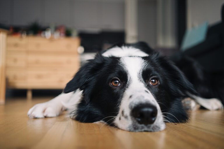 Will My Dog Stop Mounting After Being Neutered? Cornerstone Veterinary Hospital of Clifton Park