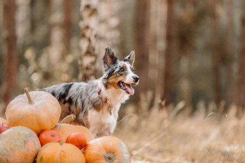 dog-next-to-pumpkins