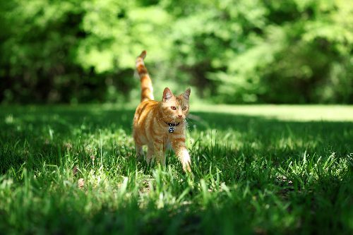 cat-walking-through-grass