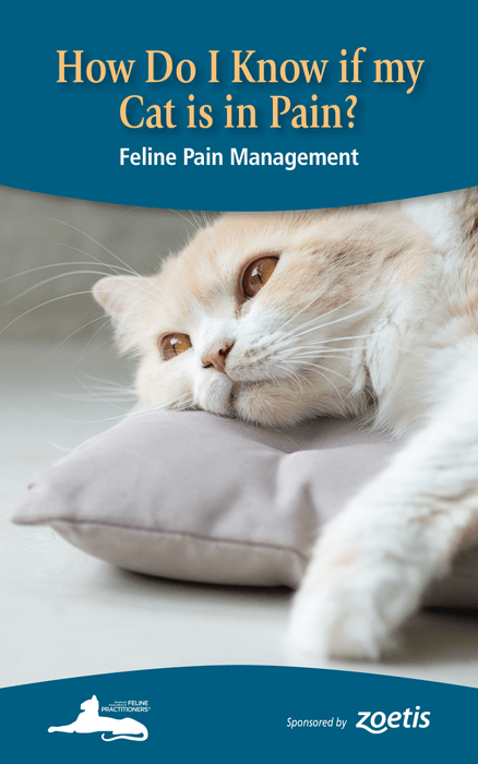 How Do I Know If My Cat's In Pain