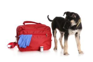 Emergency Pet Checklist: Everything You Need to Know | Cornerstone ...