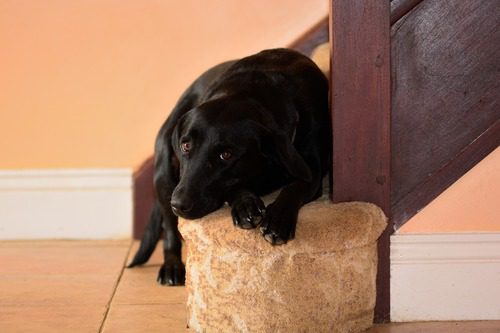 black-lab-dog-laying-at-the-bottom-of-carpeted-staircase