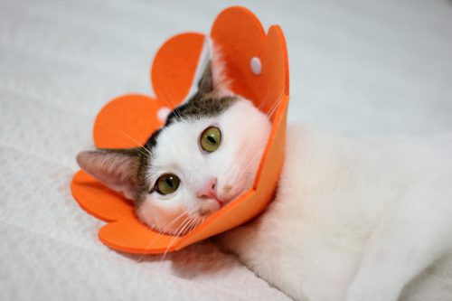 cat-laying-down-while-wearing-e-collar