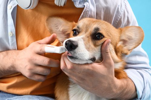 male-pet-owner-holding-corgi-dog's-muzzle-and-brushing-the-dog's-teeth