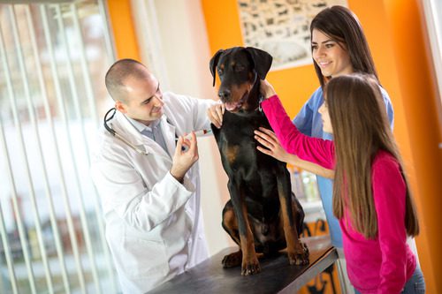 vet-administering-vaccine-to-dog-with-owners-present-at-clinic