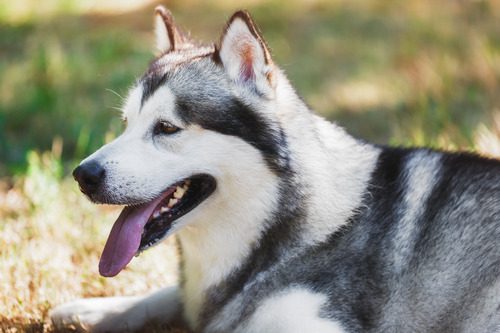 husky-dog-laying-in-the-grass-panting