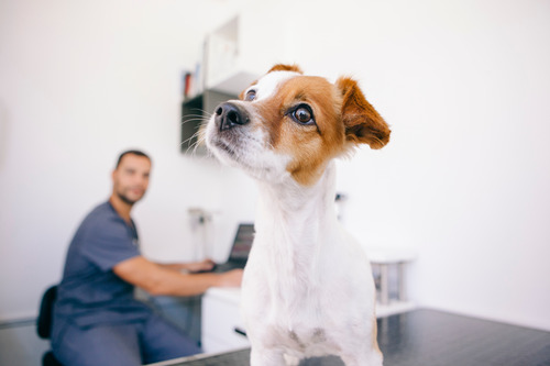 small-dog-standing-on-exam-table-and-a-male-vet-on-computer-behind-it
