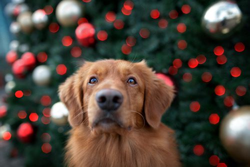 retriever-dog-in-front-of-christmas-tree-outdoors