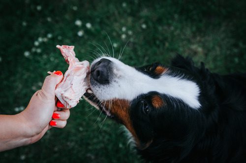 female-owner-holding-turkey-bone-for-bernese-mountain-dog-to-eat