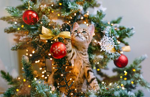 cat-perched-on-artificial-christmas-tree-branch