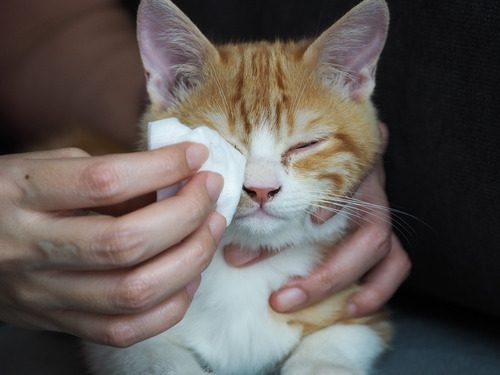 owner-wiping-orange-and-white-cat's-eye