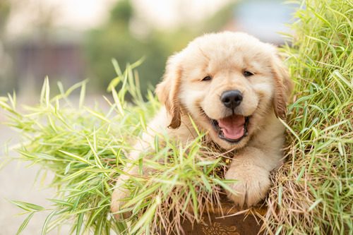 golden-retriever-puppy-laying-in-potted-bamboo-plant