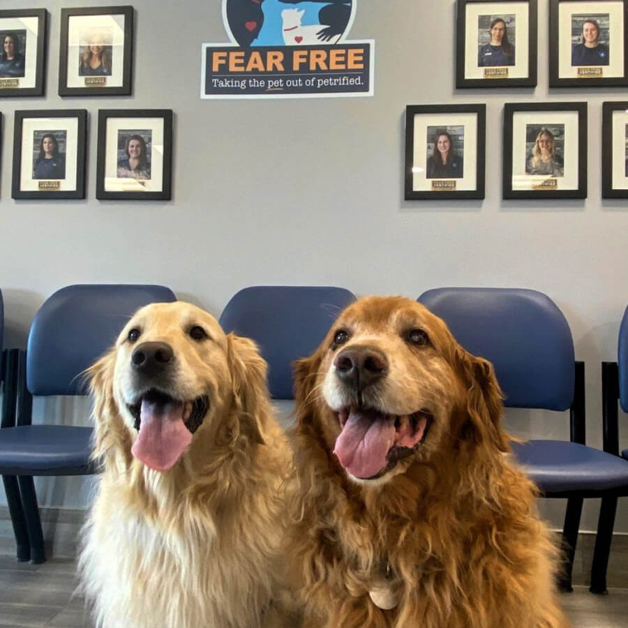 two dogs sitting at a veterinarian