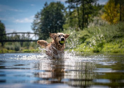 golden-retriever-running-through-lake-with-holding-a-tennis-ball-in-his-mouth