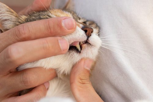 pet-owner-examining-cat's-fang-tooth