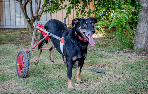 disabled-black-dog-using-a-dog-wheelchair