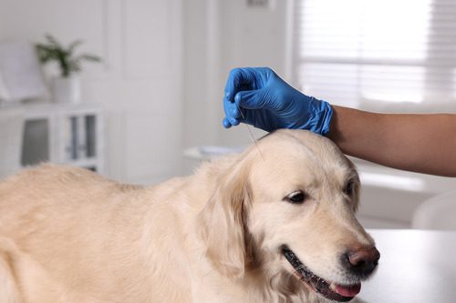 golden-retriever-receiving-acupuncture-treatment-at-vet-clinic