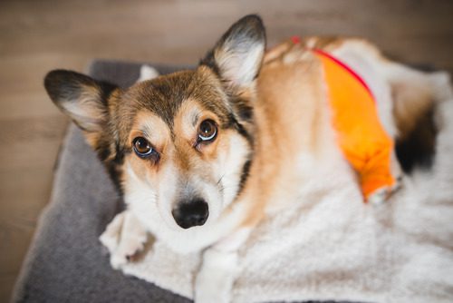 corgi-dog-laying-on-dog-bed-after-TPLO-surgery-with-shaved-leg