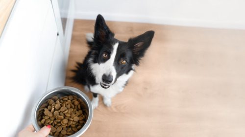 black-and-white-border-collie-sits-waiting-for-owner-to-put-down-his-food-bowl