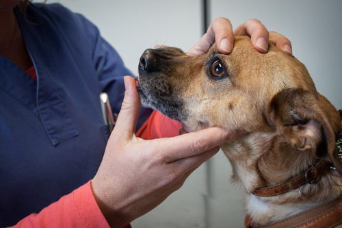 vet-examining-dog's-teeth