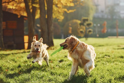 two-golden-retriever-dogs-running-together-in-the-park