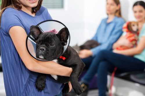 female-pet-owner-holding-black-french-bulldog-wearing-e-collar-at-vet