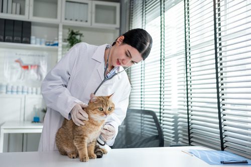 female-vet-examining-cat-at-clinic