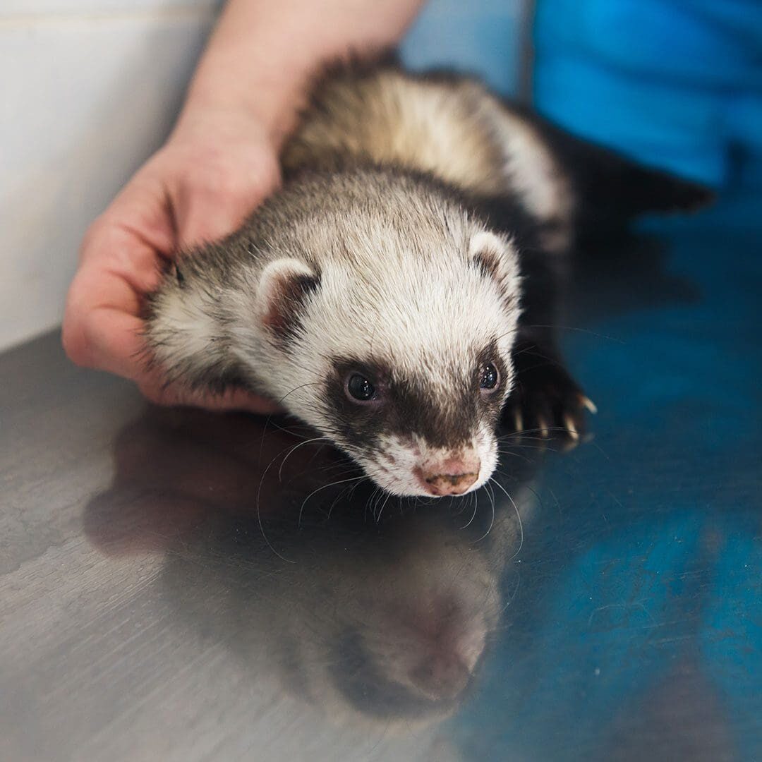 ferret on the exam table