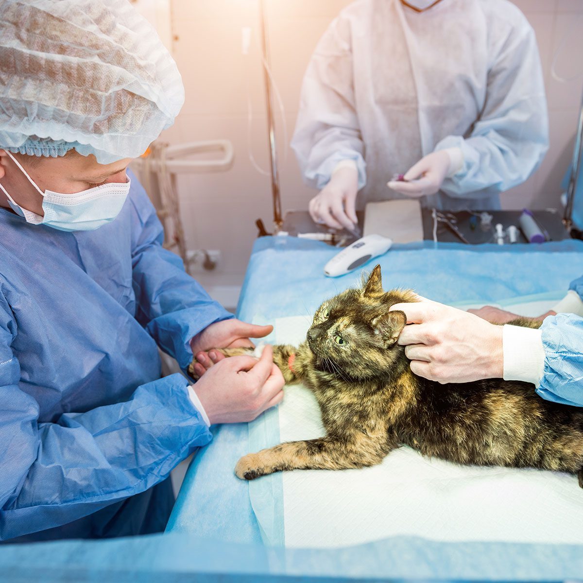 male-surgeon-comforting-cat-before-surgery male surgeon wearing scrubs comforting cat before surgery